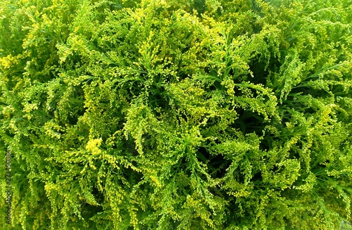 Fresh Yellow Solidago Figantea or Goldenrod Background