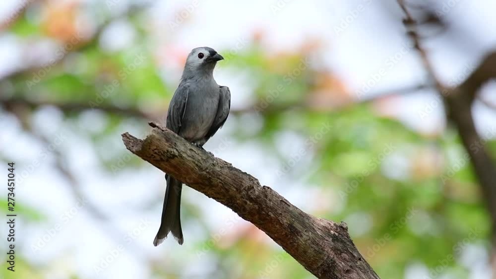 The Ashy Drongo is a skittish regular migrant to Thailand in which it likes to perch high on branches, that may be far to reach by humans or animals, easy to take off and capture insects. The Ashy Drongo is a skittish regular migrant to Thailand in which it likes to perch high on branches, that may be far to reach by humans or animals, easy to take off and capture insects.