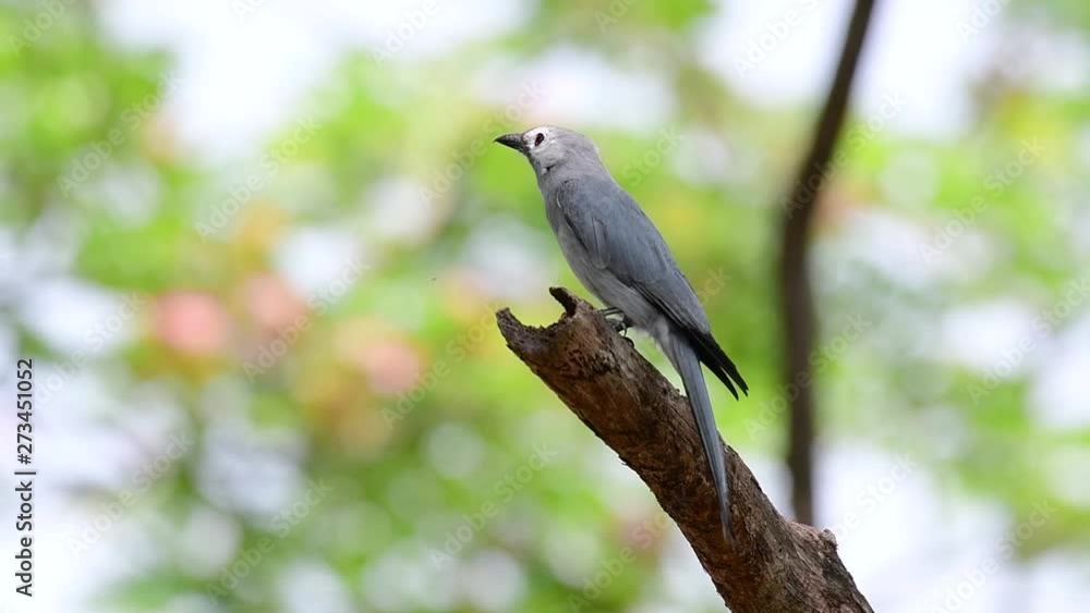 The Ashy Drongo is a skittish regular migrant to Thailand in which it likes to perch high on branches, that may be far to reach by humans or animals, easy to take off and capture insects. The Ashy Drongo is a skittish regular migrant to Thailand in which it likes to perch high on branches, that may be far to reach by humans or animals, easy to take off and capture insects.