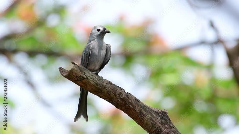 The Ashy Drongo is a skittish regular migrant to Thailand in which it likes to perch high on branches, that may be far to reach by humans or animals, easy to take off and capture insects. The Ashy Drongo is a skittish regular migrant to Thailand in which it likes to perch high on branches, that may be far to reach by humans or animals, easy to take off and capture insects.