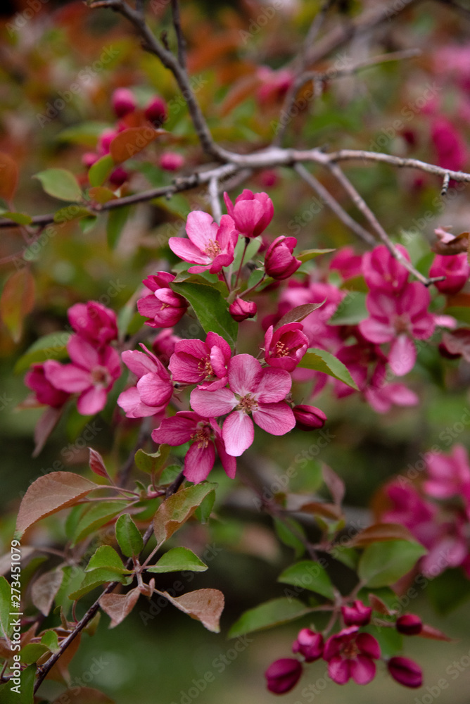 Apple tree in bloom, blooming garden, red and pink flowers, green leaves Apple tree in bloom, blooming garden, red and pink flowers, green leaves