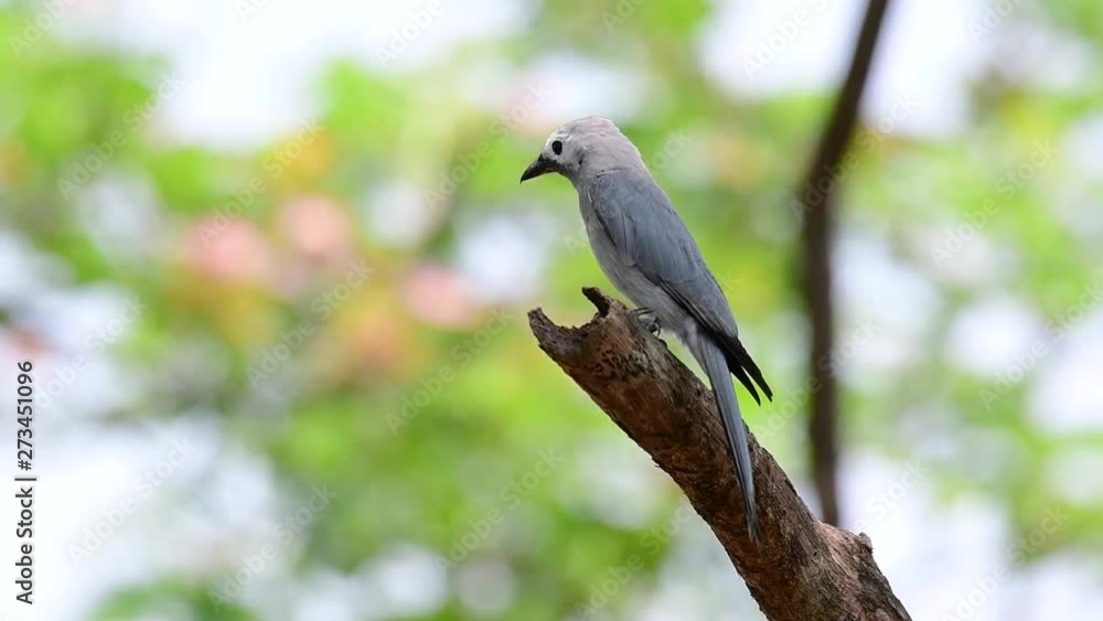 The Ashy Drongo is a skittish regular migrant to Thailand in which it likes to perch high on branches, that may be far to reach by humans or animals, easy to take off and capture insects. The Ashy Drongo is a skittish regular migrant to Thailand in which it likes to perch high on branches, that may be far to reach by humans or animals, easy to take off and capture insects.