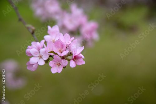 Apple tree in bloom  blooming garden  pink flowers and green grass