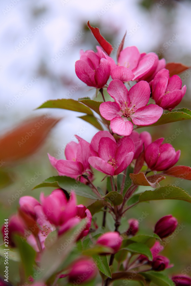 Apple tree in bloom, blooming garden, red and pink flowers, green leaves Apple tree in bloom, blooming garden, red and pink flowers, green leaves