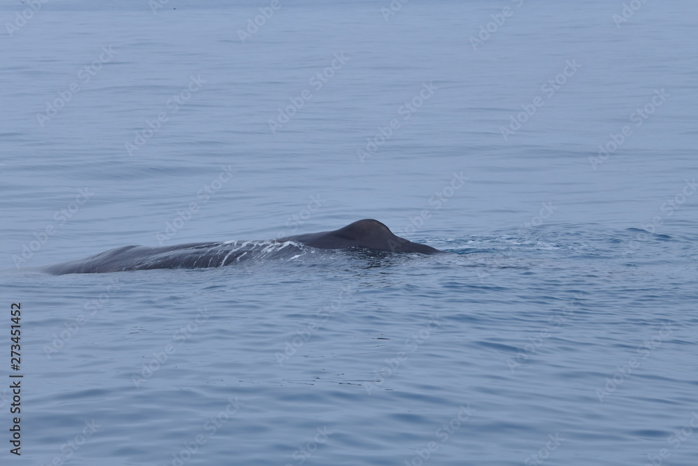 Fototapeta premium ニュージーランドのクジラ