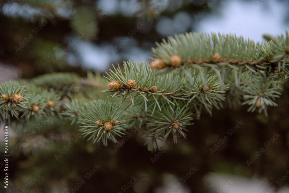 Green pine tree branches, closeup, needles and small cones Green pine tree branches, closeup, needles and small cones