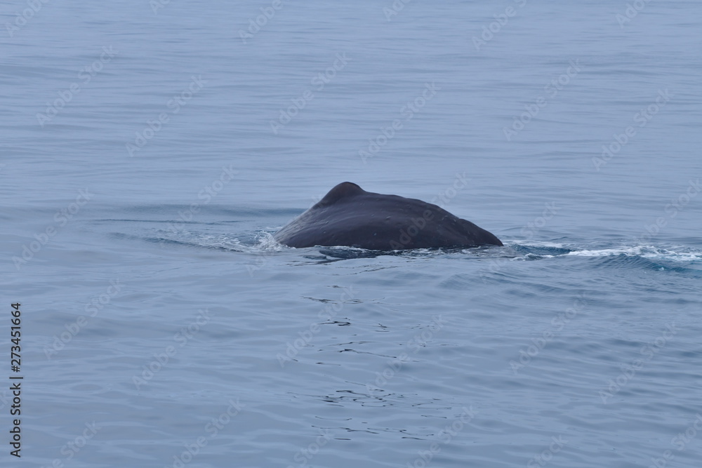 ニュージーランドのクジラ ニュージーランドのクジラ