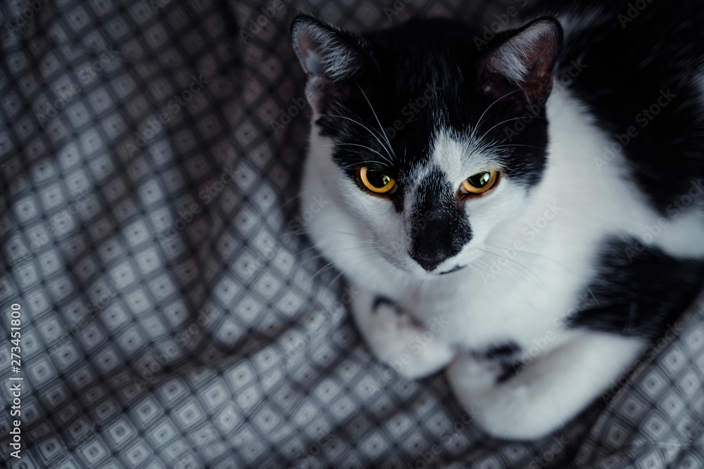 a picture of an angry black fuzzy cat with yellow