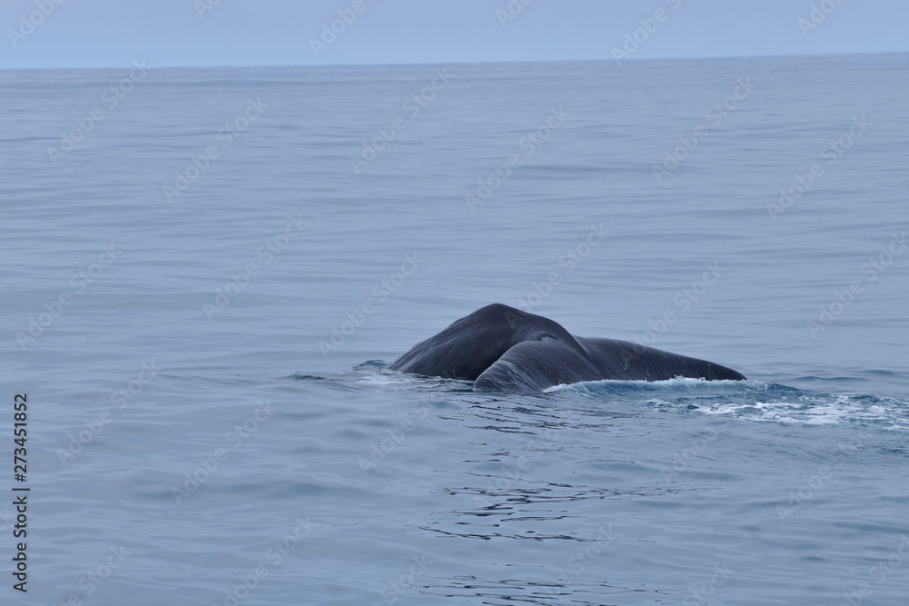 ニュージーランドのクジラ ニュージーランドのクジラ