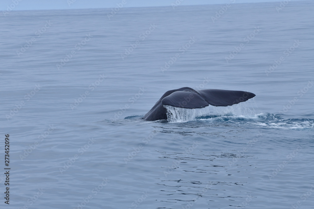 Obraz premium ニュージーランドのクジラ