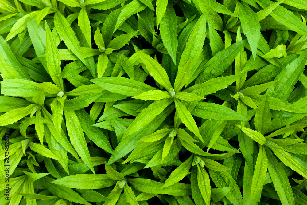 Beautiful green young leaves natural background Beautiful green young leaves natural background