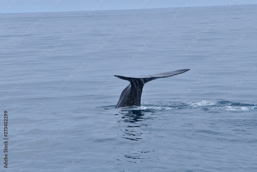 Fototapeta premium ニュージーランドのクジラ