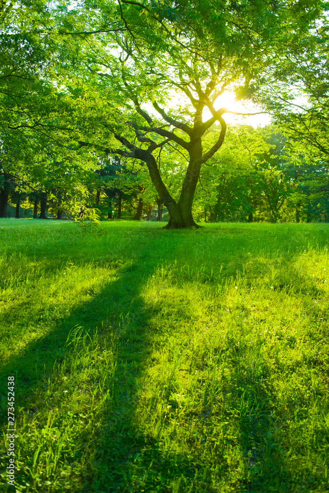 Tree sunlight