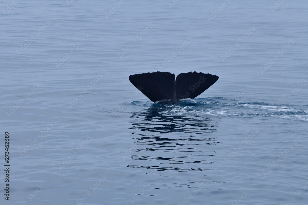 Fototapeta premium ニュージーランドのクジラ