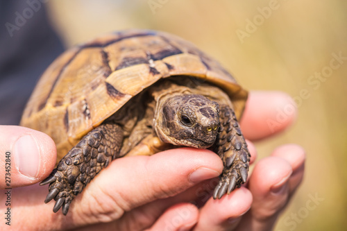 Greek tortoise in male hands