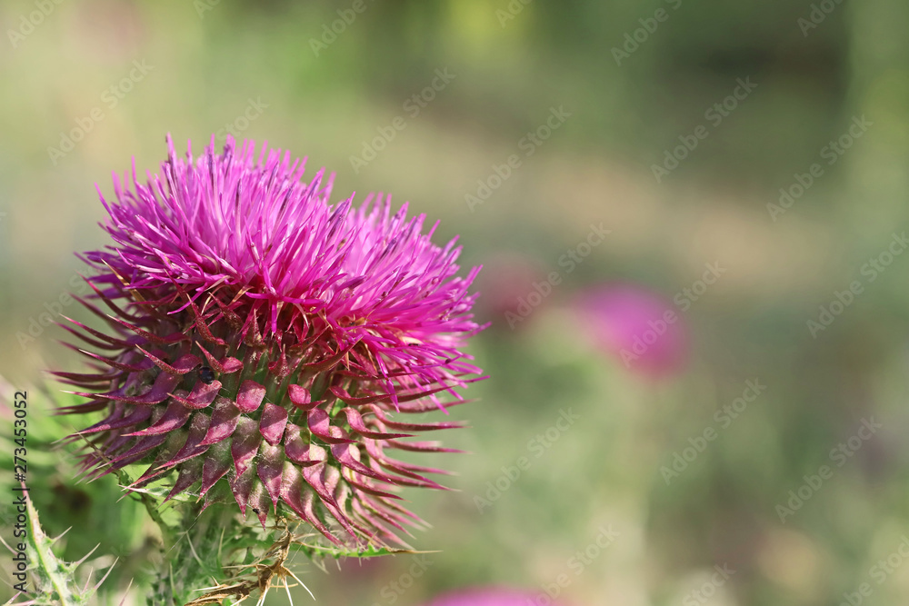 Camel thorns ; Silybum marianum (Milk thistle) Camel thorns ; Silybum marianum (Milk thistle)