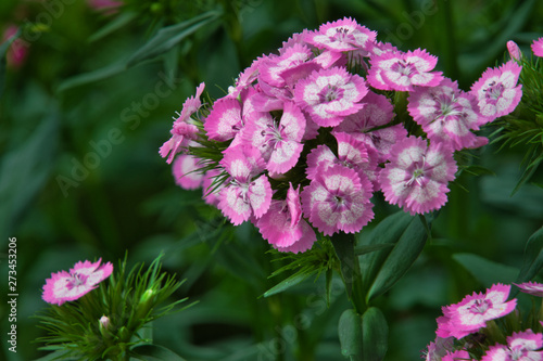 Bartnelken - Dianthus barbatus photo