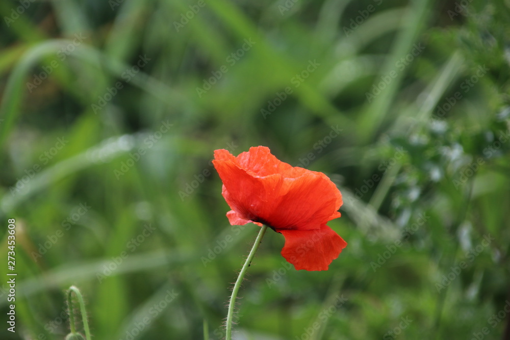 Red colored poppy flowers i the wild in Nieuwerkerk aan den IJssel Red colored poppy flowers i the wild in Nieuwerkerk aan den IJssel