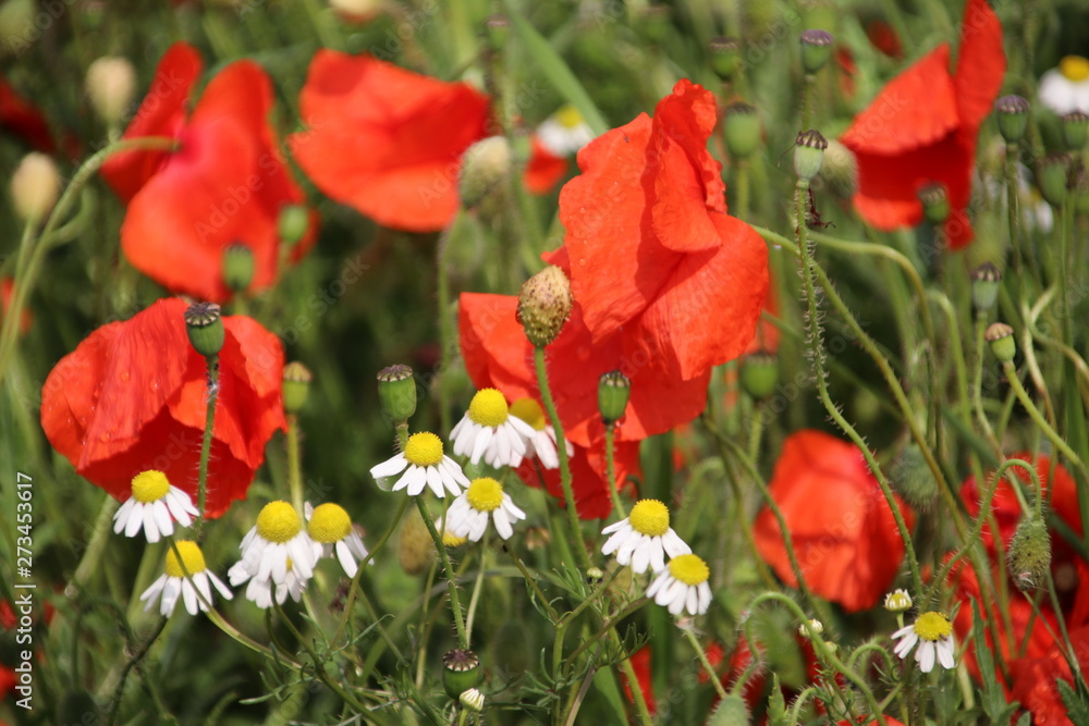 Red colored poppy flowers i the wild in Nieuwerkerk aan den IJssel Red colored poppy flowers i the wild in Nieuwerkerk aan den IJssel