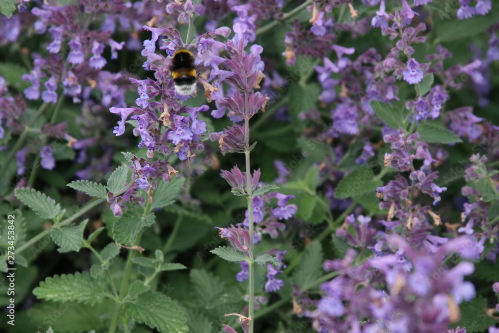 Bee searching for pollen in purple lavender flowers in Zuidplas