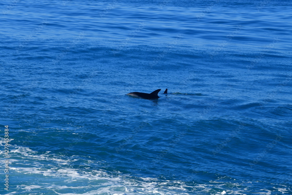 Fototapeta premium ニュージーランドのイルカ