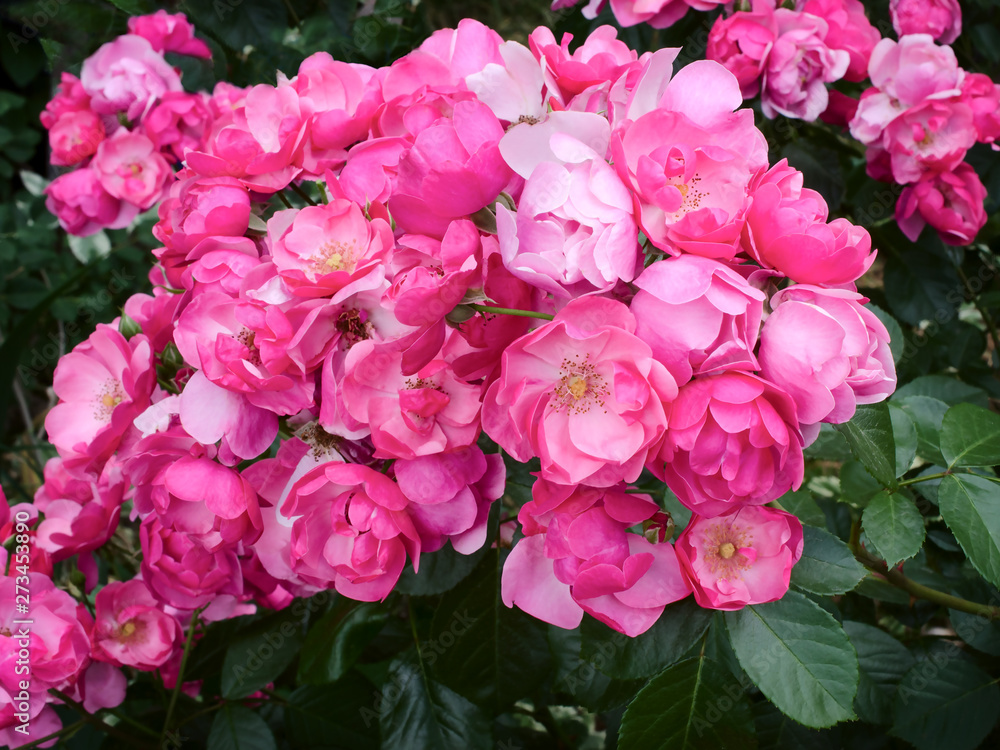 pink rose is outdoors pink rose is outdoors