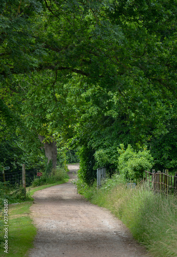 Walk through the forest