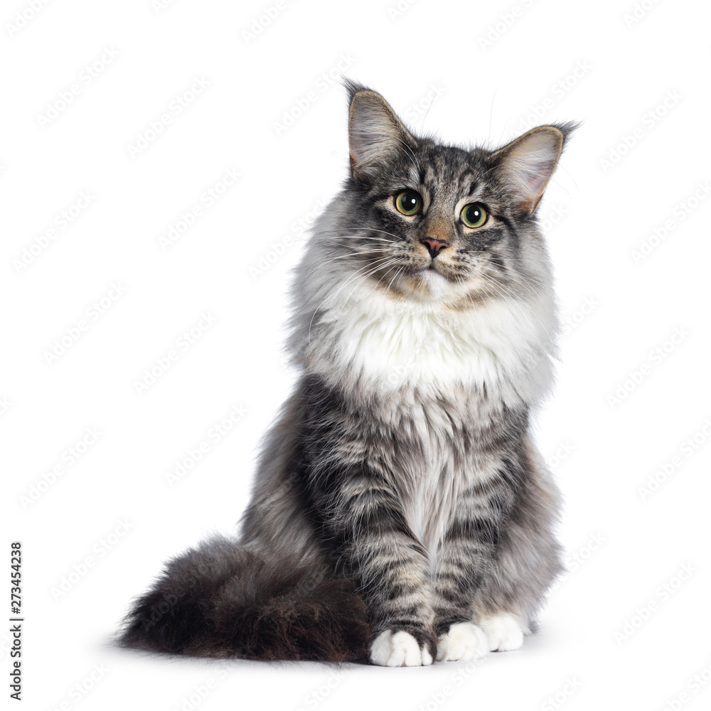 Adorable young Norwegian Forestcat, sitting facing front. Looking curious at lens. Isolated on white background.