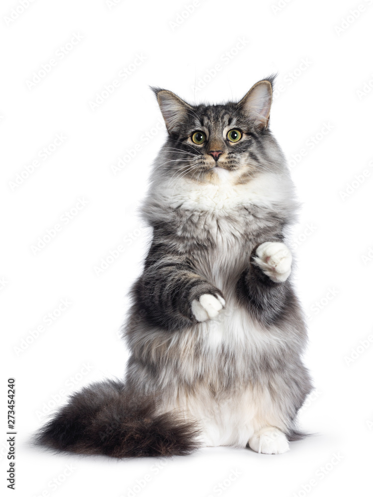 Adorable young Norwegian Forestcat, sitting on hind paws facing front. Looking curious beside lens. Isolated on white background.