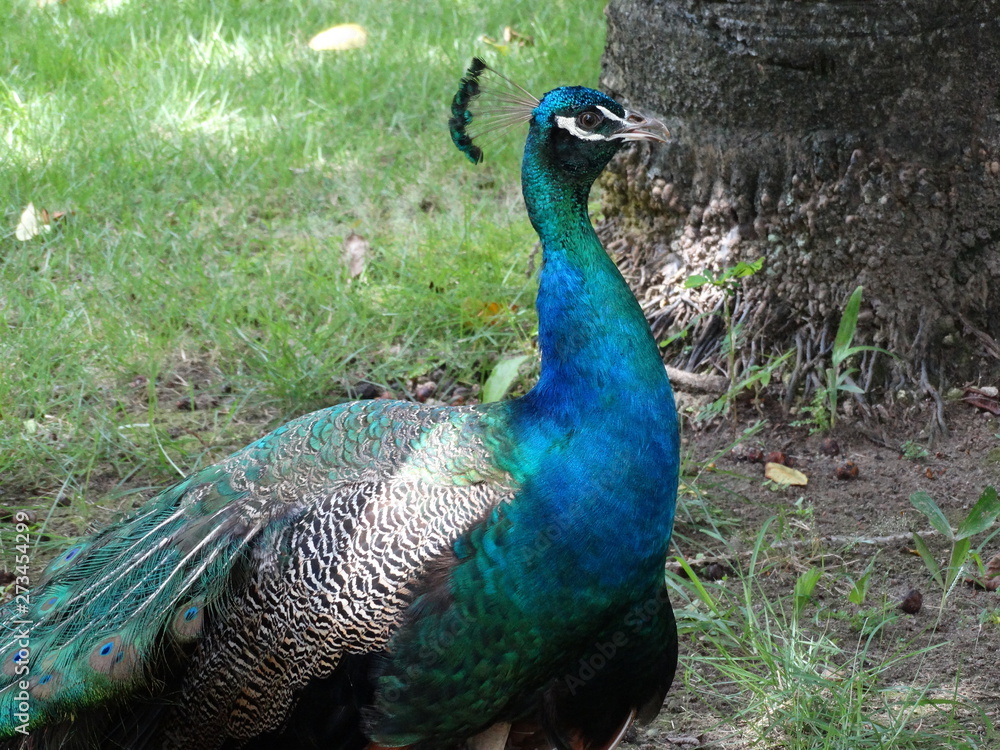 Dominicana. Flora. Fauna. Interesting places. Dominicana. Flora. Fauna. Interesting places.