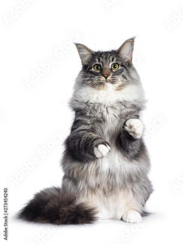 Adorable young Norwegian Forestcat, sitting on hind paws facing front. Looking curious beside lens. Isolated on white background.