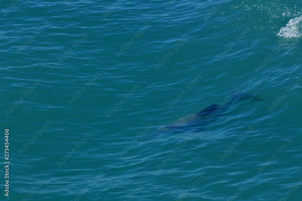 Fototapeta premium ニュージーランドのイルカ