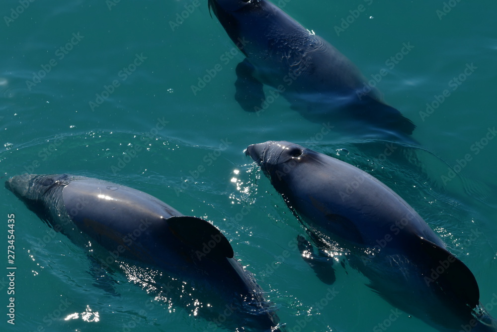 Obraz premium ニュージーランドのイルカ