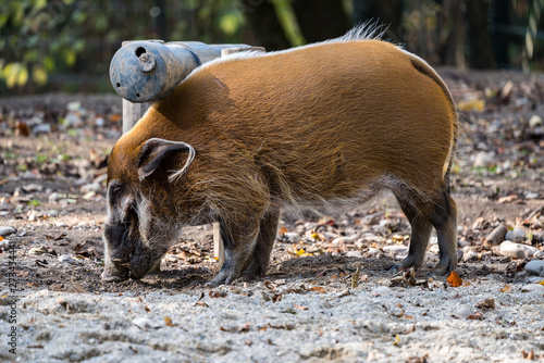 Red river hog, Potamochoerus porcus, also known as the bush pig.