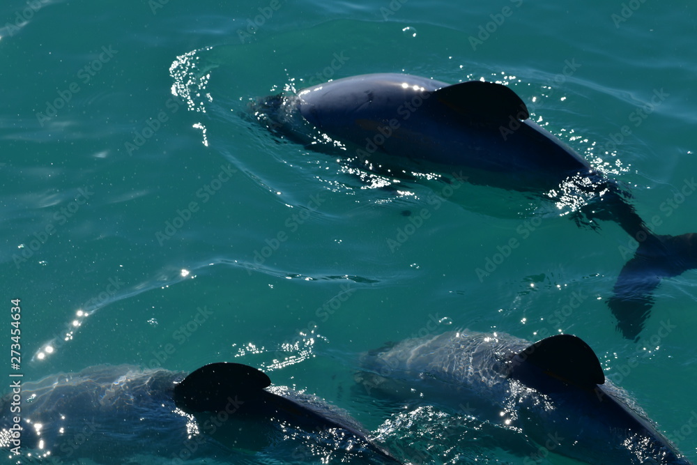 Naklejka premium ニュージーランドのイルカ