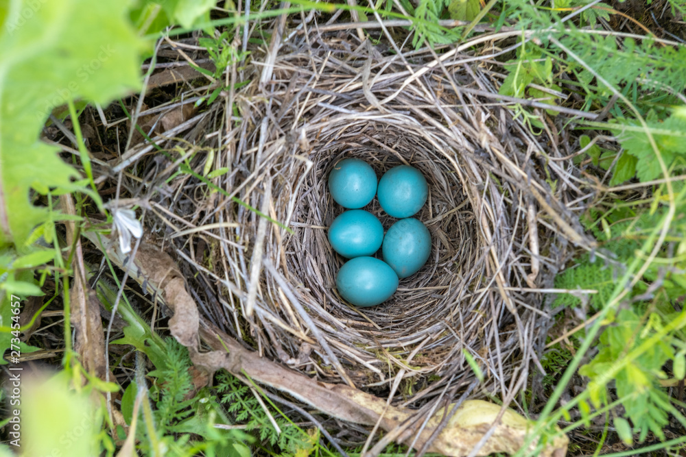 natural nest and blue eggs of a song thrush in the meadow. view from above natural nest and blue eggs of a song thrush in the meadow. view from above