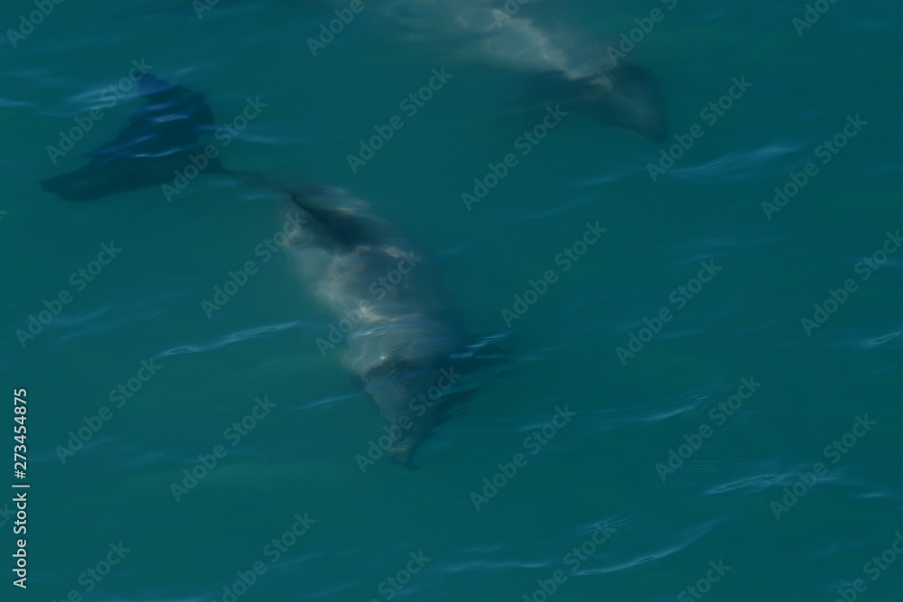 Fototapeta premium ニュージーランドのイルカ