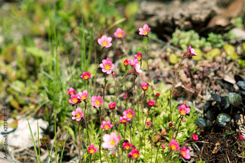 Saxifrage blooms pink