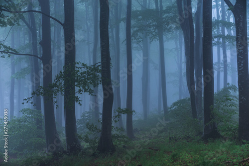 Fototapeta Naklejka Na Ścianę i Meble -  Fairy tale misty looking woods in a rainy day. Cold foggy morning in horror forest