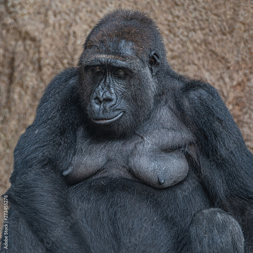 Portrait of powerful but relaxed female African gorilla © neurobite