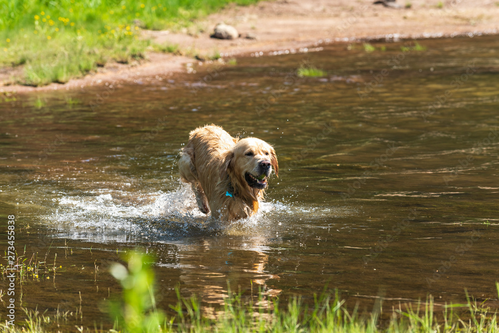 Golden Retriever Dog Running out of the water in mountain lake with Tennis Ball