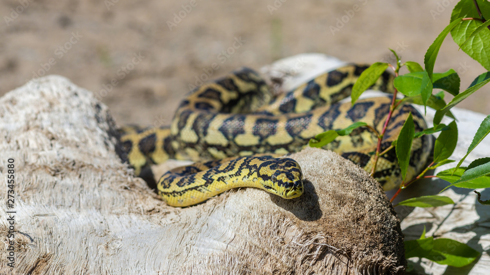Obraz premium snake on snags 