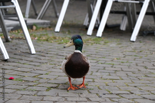 ente duck