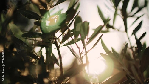Close up view of green Olive branch tree with rays of sun in the background