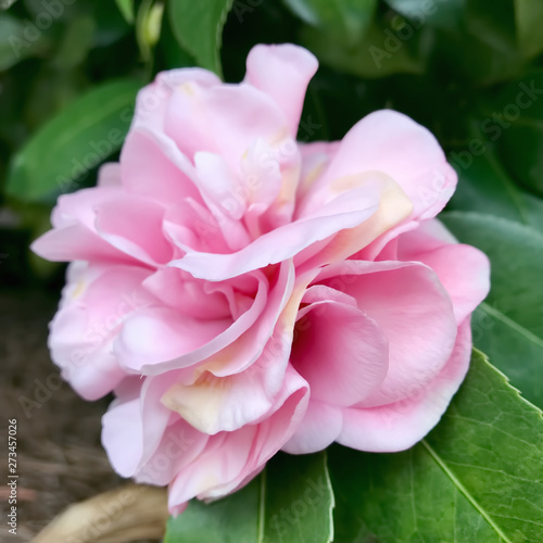 Pink Colored Camellia Flower in Bloom