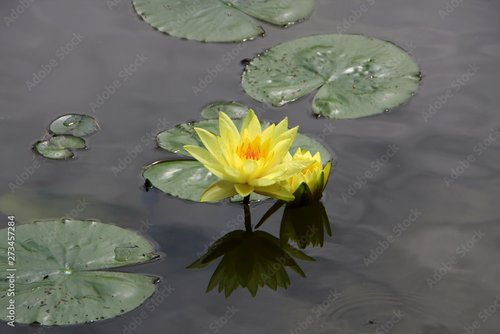 Water lily, Nymphaea, Lily pond, Germany, Europe