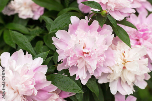 White pink peony in garden close-up, macro 