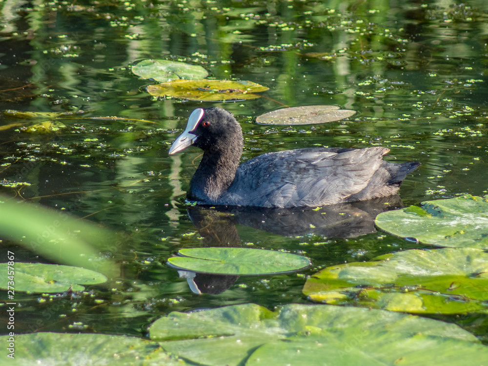 Fototapeta premium łyska