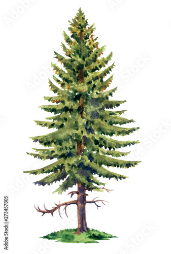 Tall spruce  watercolor drawing on white background  isolated.