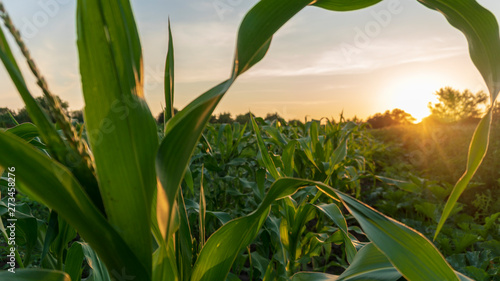 corn and sun close up